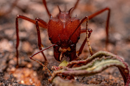 Atta Leaf-cutter Ant of the Genus Atta