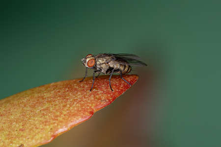 Adult Calyptrate Fly of the Zoosubsection Calyptrate