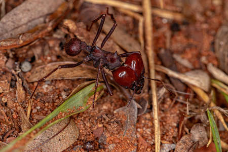Atta Leaf-cutter Ant Soldier of the species Atta laevigata on te ground