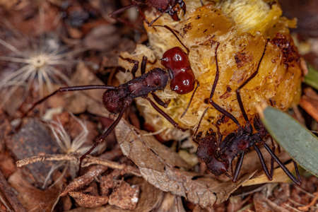 Atta Leaf-cutter Ant of the species Atta laevigata eating a palm fruit that fell to the ground