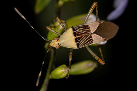 Adult Leaf-footed Bug of the Genus Hypselonotus