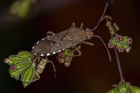 Adult Leaf-footed Bug of the species Catorhintha guttula