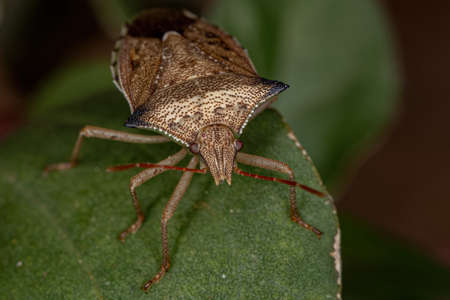 adult Green belly bug of the species Diceraeus melacanthus coupling
