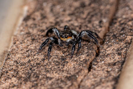 Small male jumping spider of the genus Corythalia