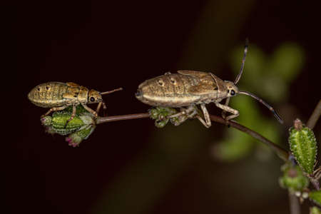 Leaf-footed Bug Nymph of the species Catorhintha guttulaの写真素材