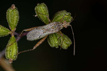 Adult Scentless Plant Bug of the Rhopalidae Family