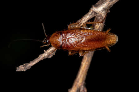 Adult Wood Cockroach of the Family Ectobiidae