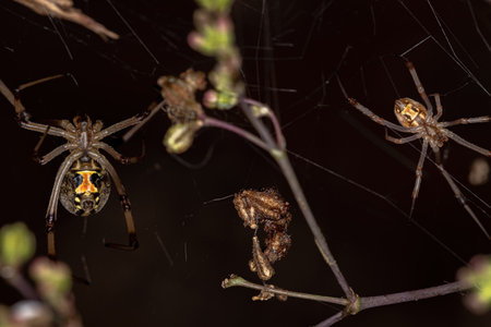 Females Brown Widow of the species Latrodectus geometricus