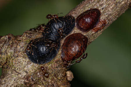 Small Adult Rover Ant of the Genus Brachymyrmex and Scale Insects of the Superfamily Coccoideaの写真素材