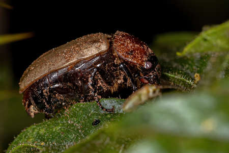 Adult Brown Scarab of the Family Scarabaeidae