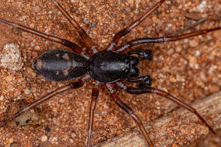 Male Adult Ant mimic Sac Falconina gracilis