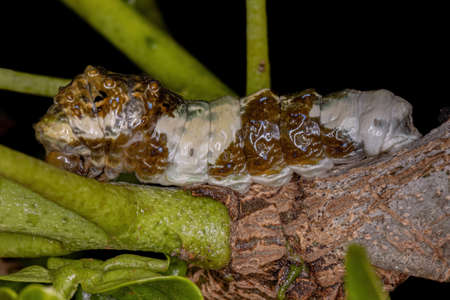 New World Giant Swallowtail Caterpillar of the Subgenus Heraclides that camouflages resembling bird...
