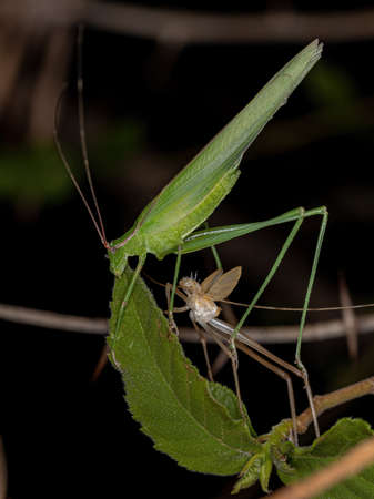 Adult Phaneropterine Katydid of the Tribe Aniarellini newly matured