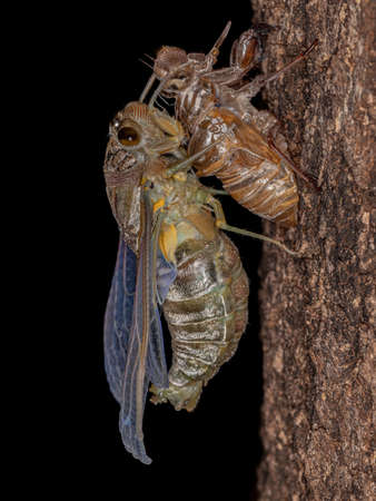Adult Giant Cicada of the species Quesada gigas in the process of ecdysis in which the cicada evolves to the adult stage abandoning the old exoskeleton that is now called exuvia a process of metamorphosisの写真素材