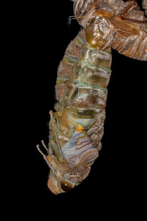 Adult Giant Cicada of the species Quesada gigas in the process of ecdysis in which the cicada...