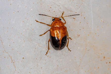 Adult Leaf Beetle of the Subfamily Eumolpinae
