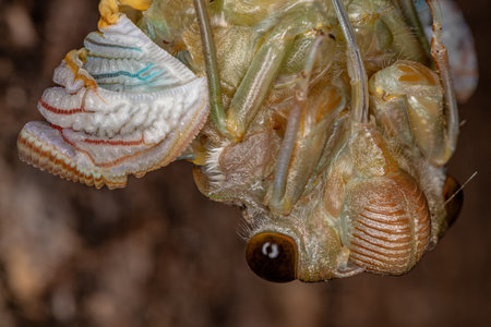 Adult Giant Cicada of the species Quesada gigas in the process of ecdysis in which the cicada...