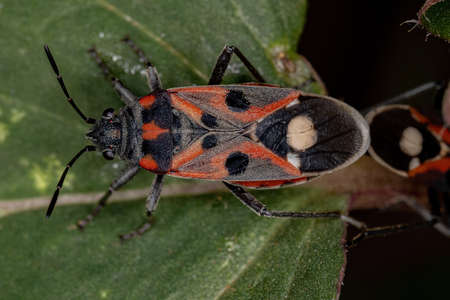 Adult Seed Bugs of the species Lygaeus alboornatus couplingの写真素材
