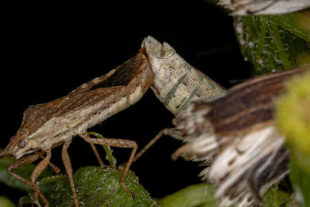 Adult Pentatomomorph Bugs of the Infraorder Pentatomomorpha coupling