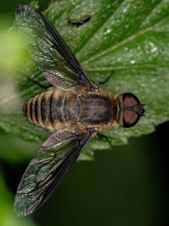 Adult Bee Fly of the Family Bombyliidae