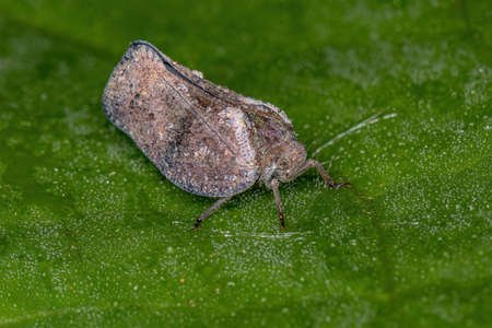 Adult Planthopper Insect of the Family Flatidaeの写真素材
