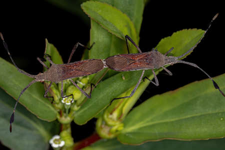 Adult Leaf-footed Bugs of the genus Charisterus coupling
