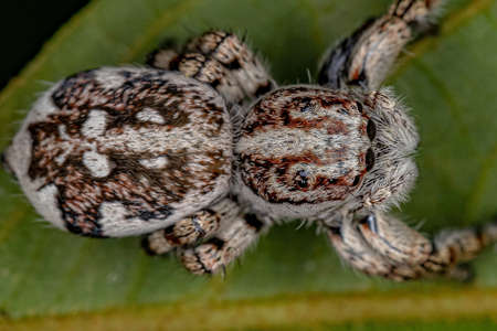 Giant Jumping Spider of the Subfamily salticinae