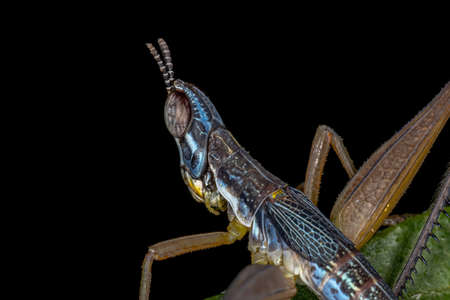 Male Monkey Grasshopper Nymph of the species Temnomastax hamus