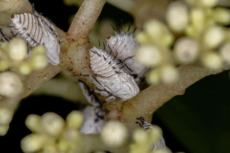 Typical Treehoppers nymphs of the Family Membracidae