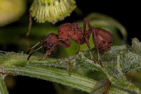 Adult Female Acromyrmex Leaf-cutter Queen Ant of the Genus Acromyrmex