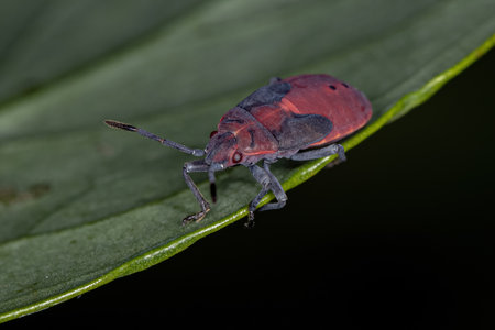 Seed Bug Nymph of the Family Lygaeidae