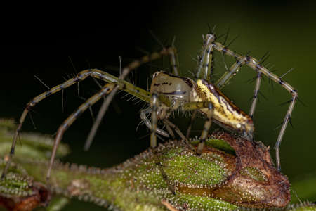 Adult Female Lynx Spider of the genus Peucetia