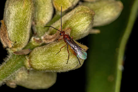 Adult Braconid Wasp of the Family Braconidae