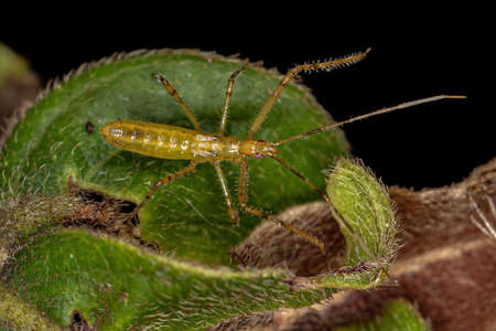 Assassin Bug Nymph of the Tribe Harpactorini
