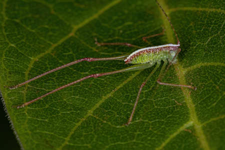 Leaf Katydid Nymph of the Subfamily Phaneropterinae