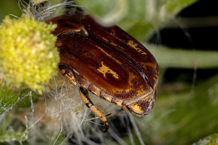 Adult Flower Scarab of the Tribe Gymnetini