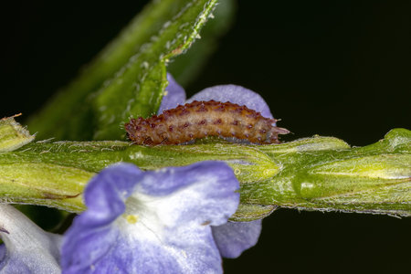 Flea Beetle Larva of the Tribe Alticini