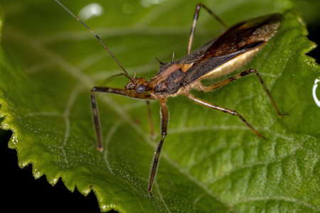 Adult Assassin Bug of the Genus Repipta