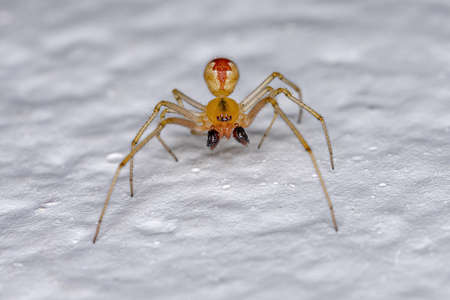 Adult Male Cobweb Spider of the Family Theridiidae