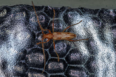 Typical Longhorn Beetle of the Species Eburodacrys dubitataの写真素材