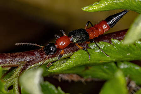 Adult Whiplash Beetle of the Genus Paederus