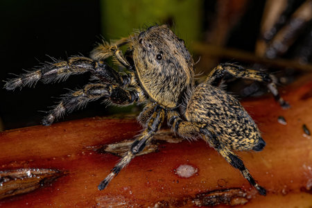 Adult Female Yellow Jumping spider of the Genus Phiale
