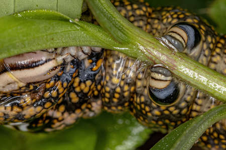 Macroglossine Sphinx Moth Caterpillar of the Subfamily Macroglossinae