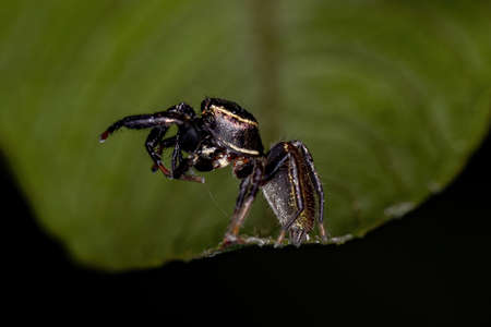 Small Jumping Spider of the Subtribe Dendryphantina