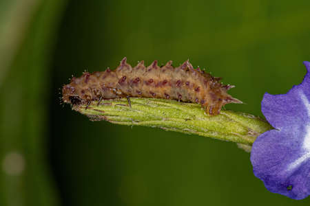 Flea Beetle Larva of the Tribe Alticini