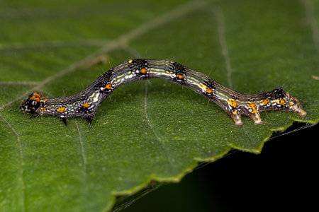 small Butterfly larva of the Order Lepidoptera