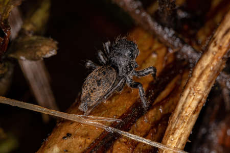 Small Jumping Spider of the Subtribe Freyina