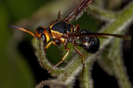 Adult Potter Wasp of the Subfamily Eumeninae