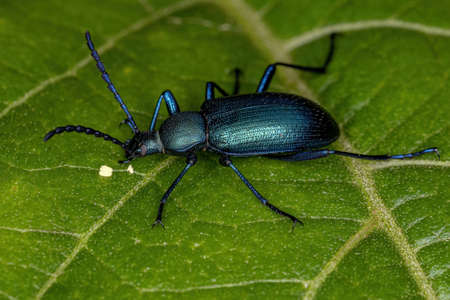 Adult Comb-clawed Darkling Beetle of the Subtribe Xystropodina
