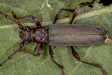 Adult Typical Longhorn Beetle of the Subfamily Cerambycinae